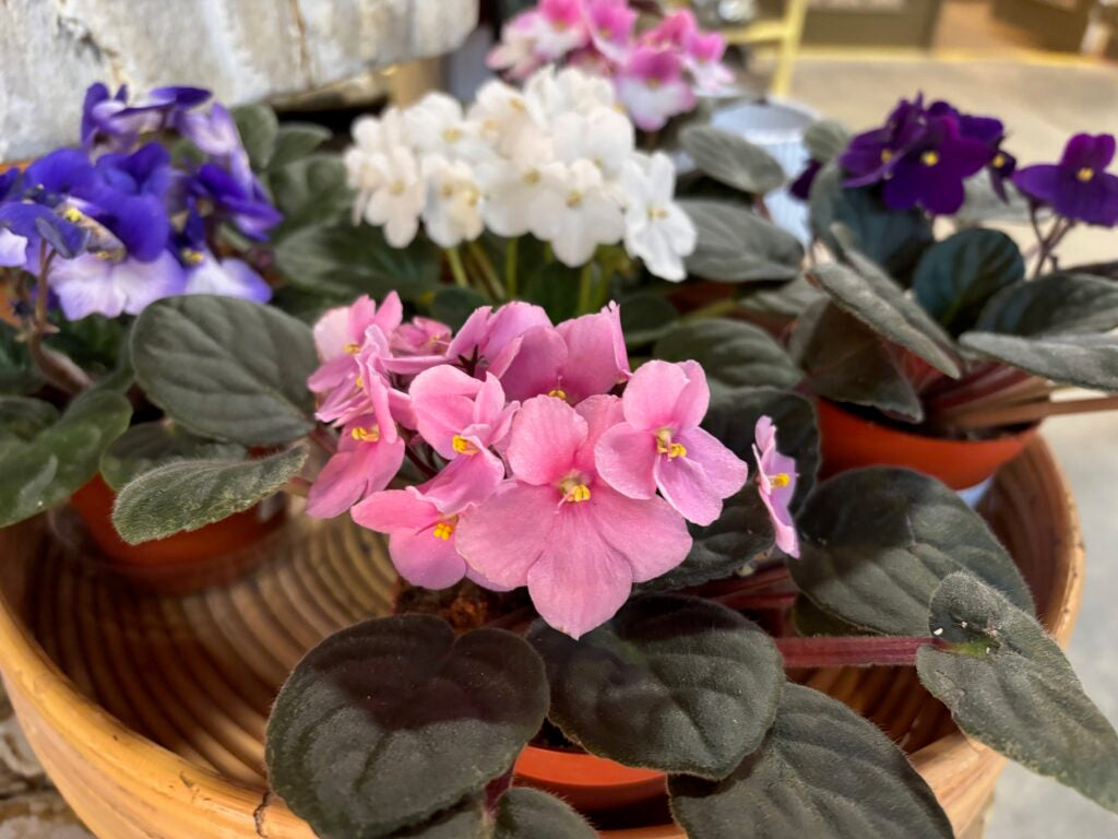 African Violet Flower Seeds Heirloom Non GMO Planting - 100 pcs
