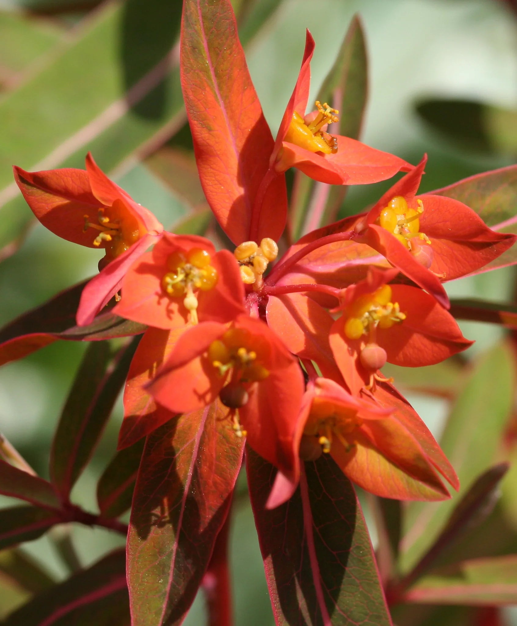 Red Euphorbia Griffithii Flower Seeds for Planting - NON GMO Seeds
