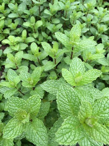 Mojito Mint Herb Seeds | Fragrant Perennial Variety for Home Herb Gardens