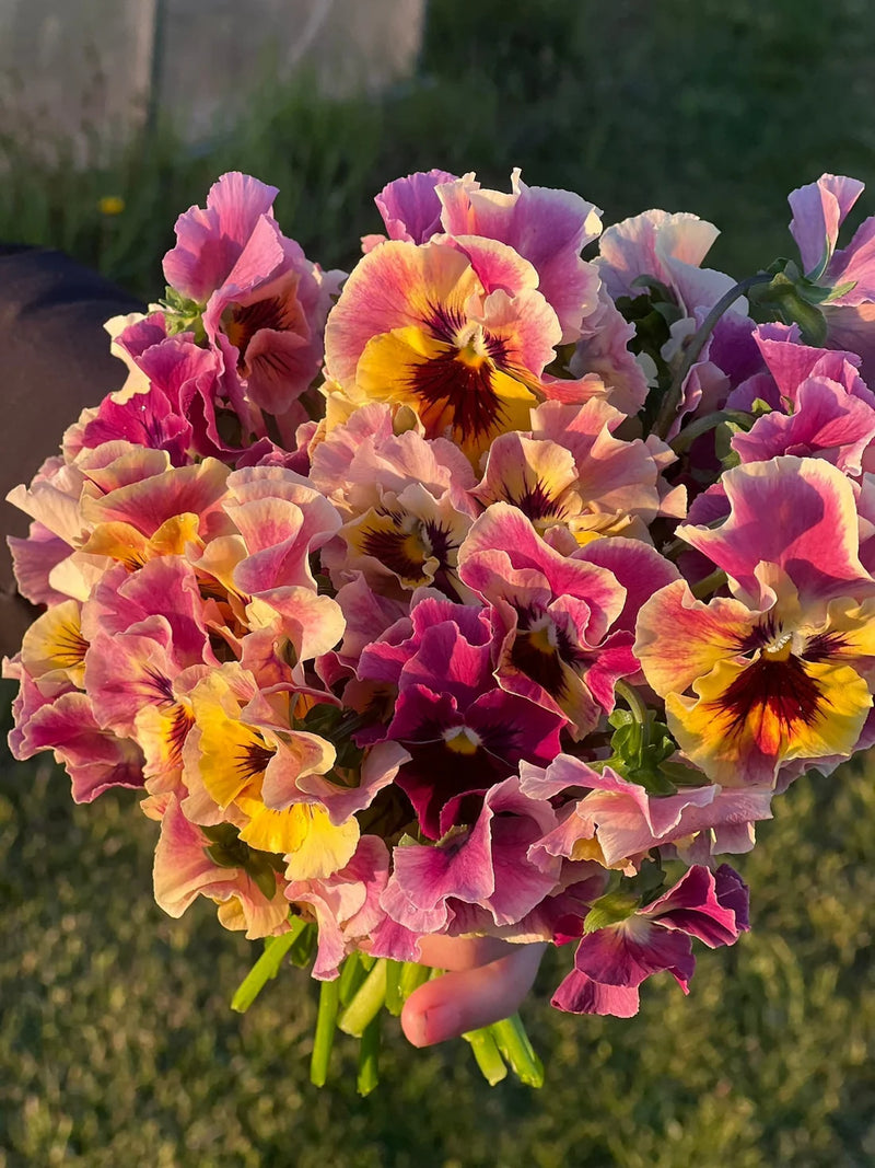 Heirloom Mexican Pansy Flower Seeds for Planting, Non-GMO