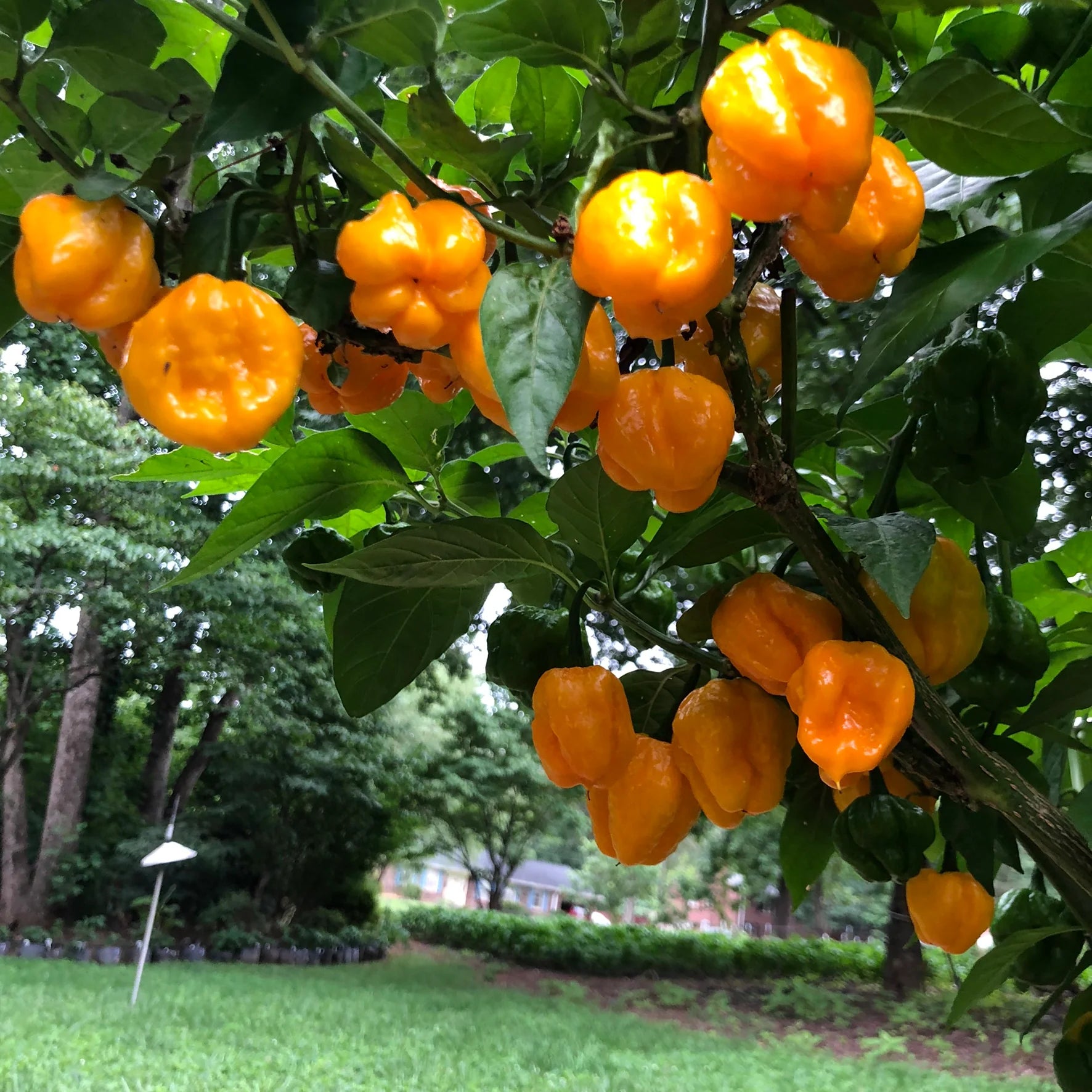 Jamaican Scotch Bonnet Pepper Seeds for Planting heirloom & Non-GMO Seeds