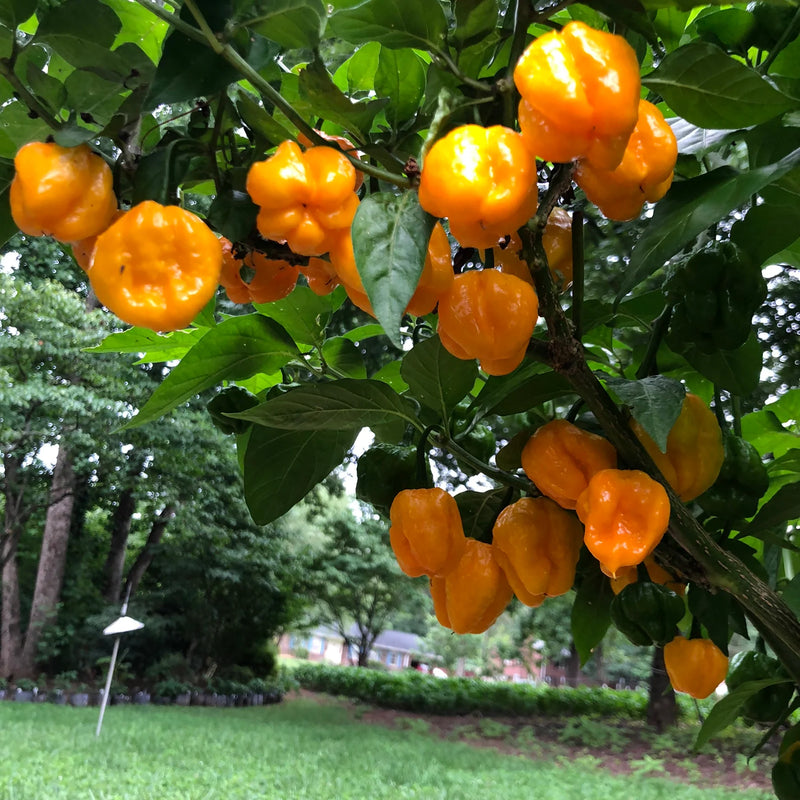 Jamaican Scotch Bonnet Pepper Seeds for Planting heirloom & Non-GMO Seeds