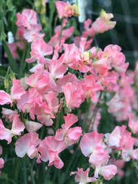 Heirloom Peach Sweet Pea Flower Seeds â€“ Non-GMO Fragrant Climbing Blooms for Garden Planting