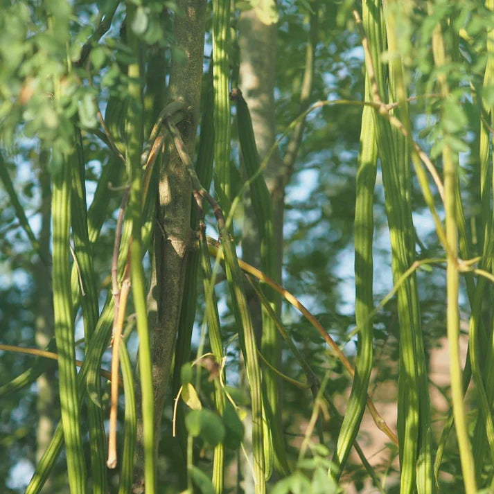 Drumstick Vegetable Seeds