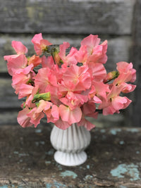 Heirloom Peach Sweet Pea Flower Seeds â€“ Non-GMO Fragrant Climbing Blooms for Garden Planting