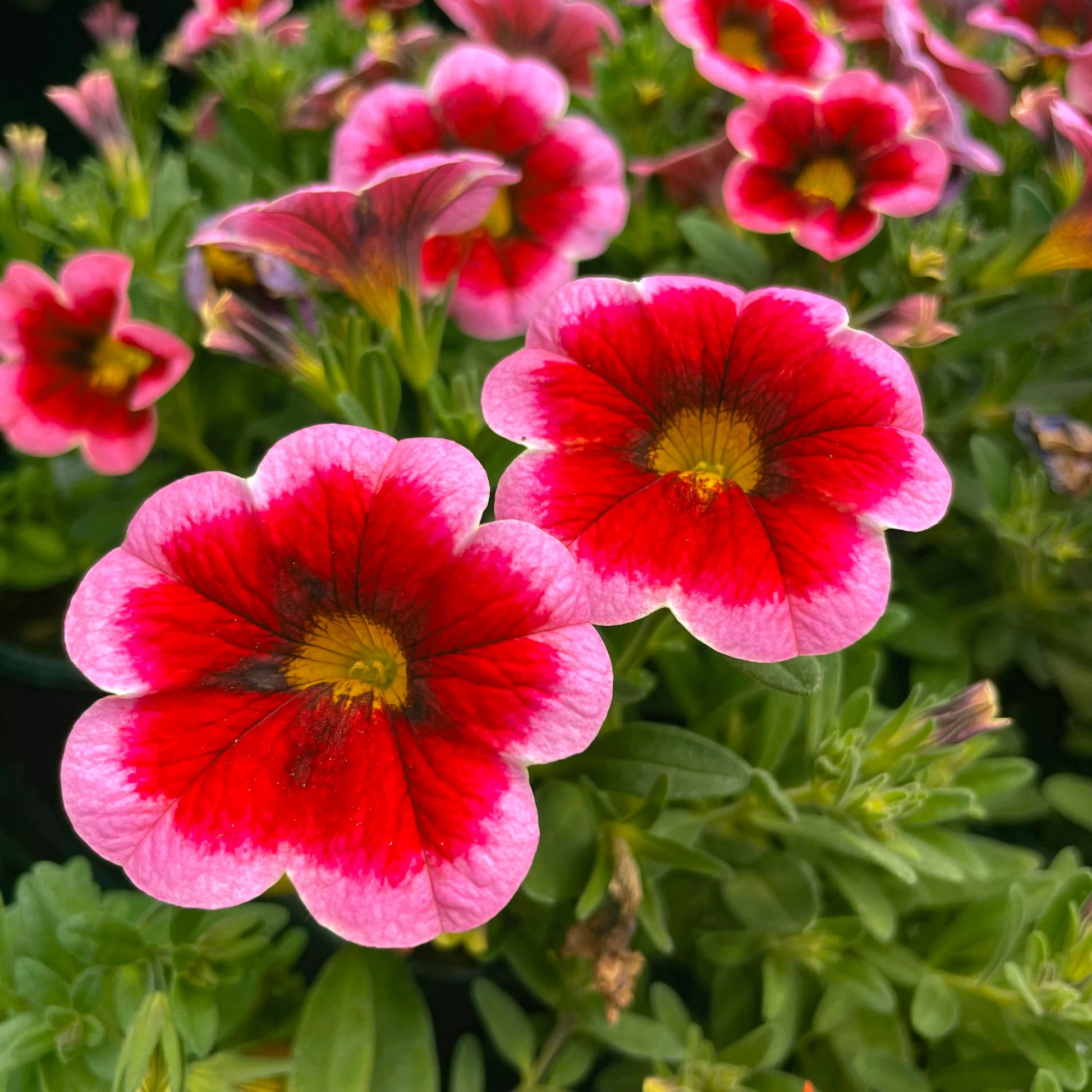 Deep Pink Calibrachoa Flower Seeds for Planting -Heirloom & Non-GMO Seeds for planting
