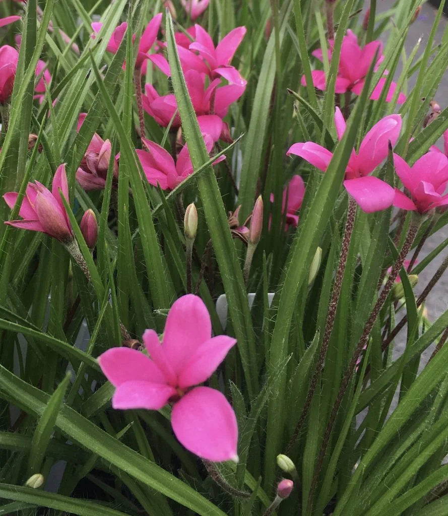 Rhodohypoxis Flower Seeds for Garden - NON GMO Seeds
