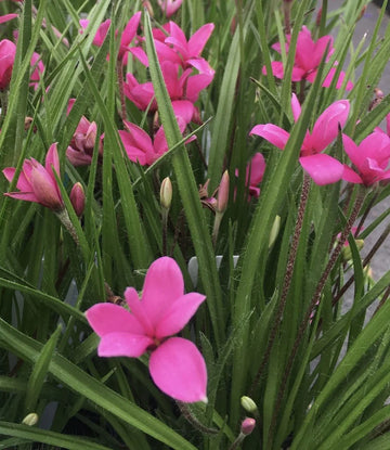 Rhodohypoxis Flower Seeds for Garden - NON GMO Seeds