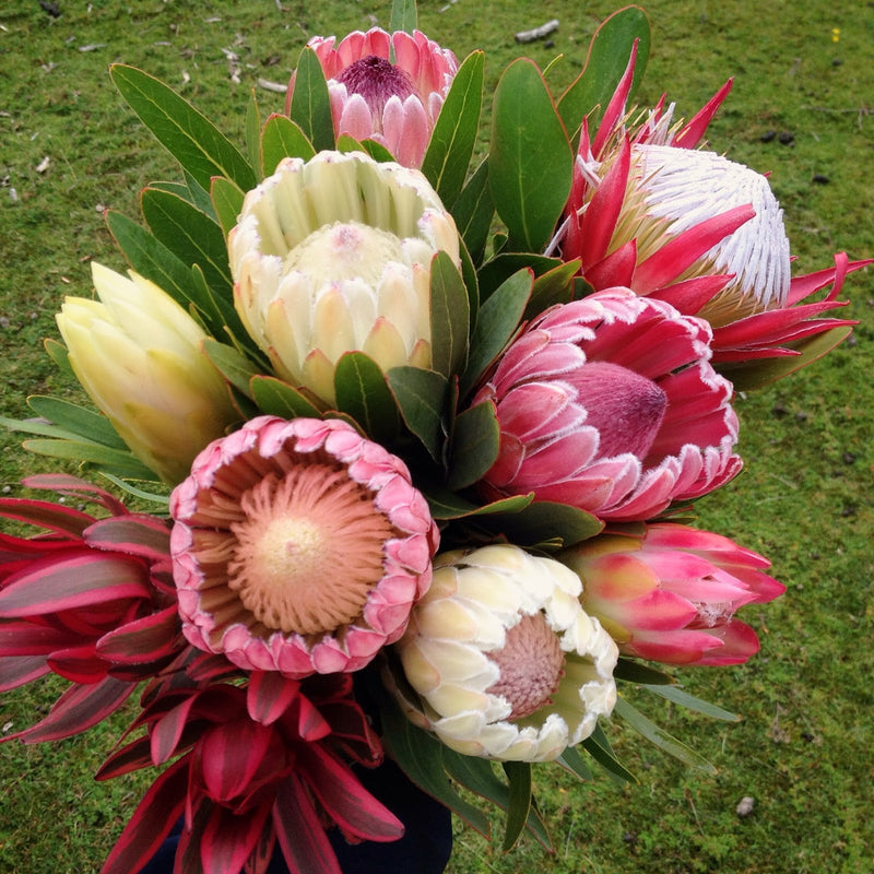 Protea Flower Planting Seeds for Garden NON GMO Seeds