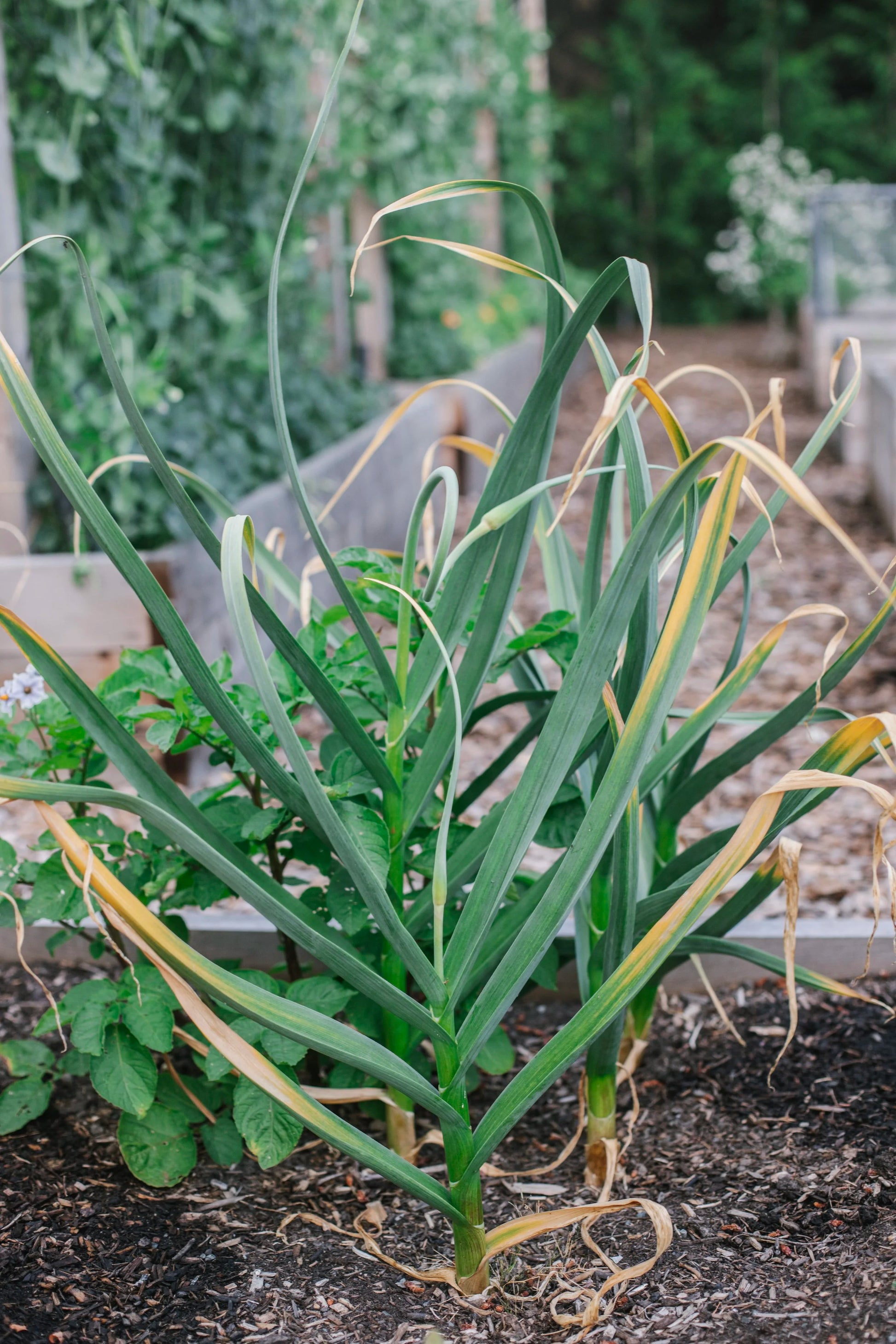 California Softneck garlic bulbs prepared for planting in a home garden.