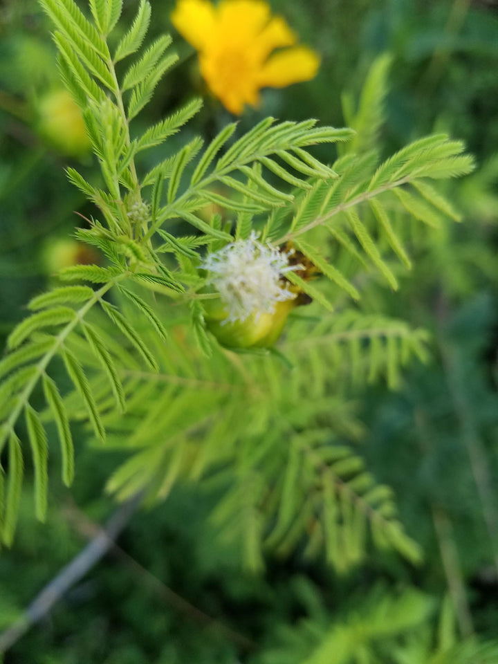 Yellow Illinois Bundleflower Seeds for Planting - 100 Pcs pcs