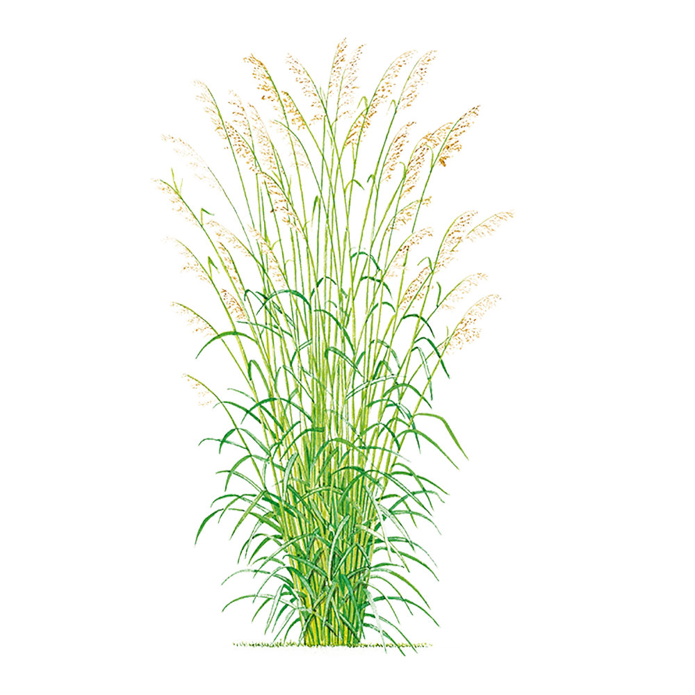 Cymbopogon martinii (Palmarosa) ? 100% Pure Essential Oil