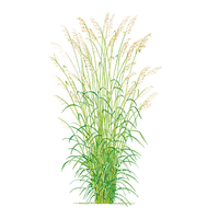 Cymbopogon martinii (Palmarosa) ? 100% Pure Essential Oil