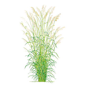Cymbopogon martinii (Palmarosa) ? 100% Pure Essential Oil