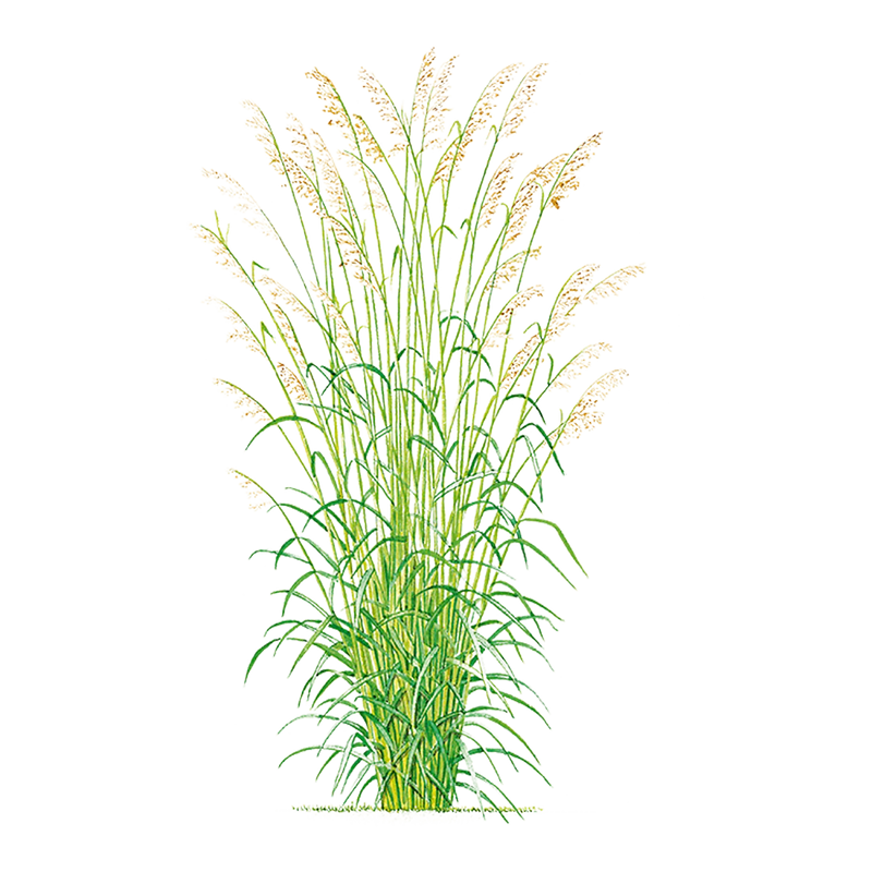 Cymbopogon martinii (Palmarosa) ? 100% Pure Essential Oil