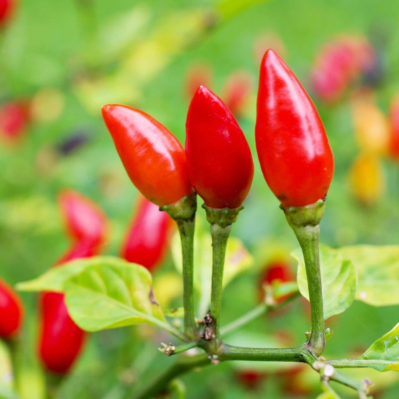 Piquin Vegetable Seeds for Planting heirloom & Non-GMO Seeds