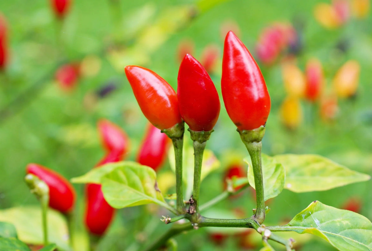 Pequin Vegetable Seeds for Planting heirloom & Non-GMO Seeds