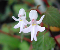 Heirloom Non-GMO Impatiens Bequaertii Flower Seeds for Planting – Rare Shade-Loving Seeds