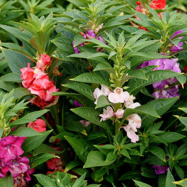 Heirloom Impatiens Seeds – Non-GMO Flower Seeds for Planting