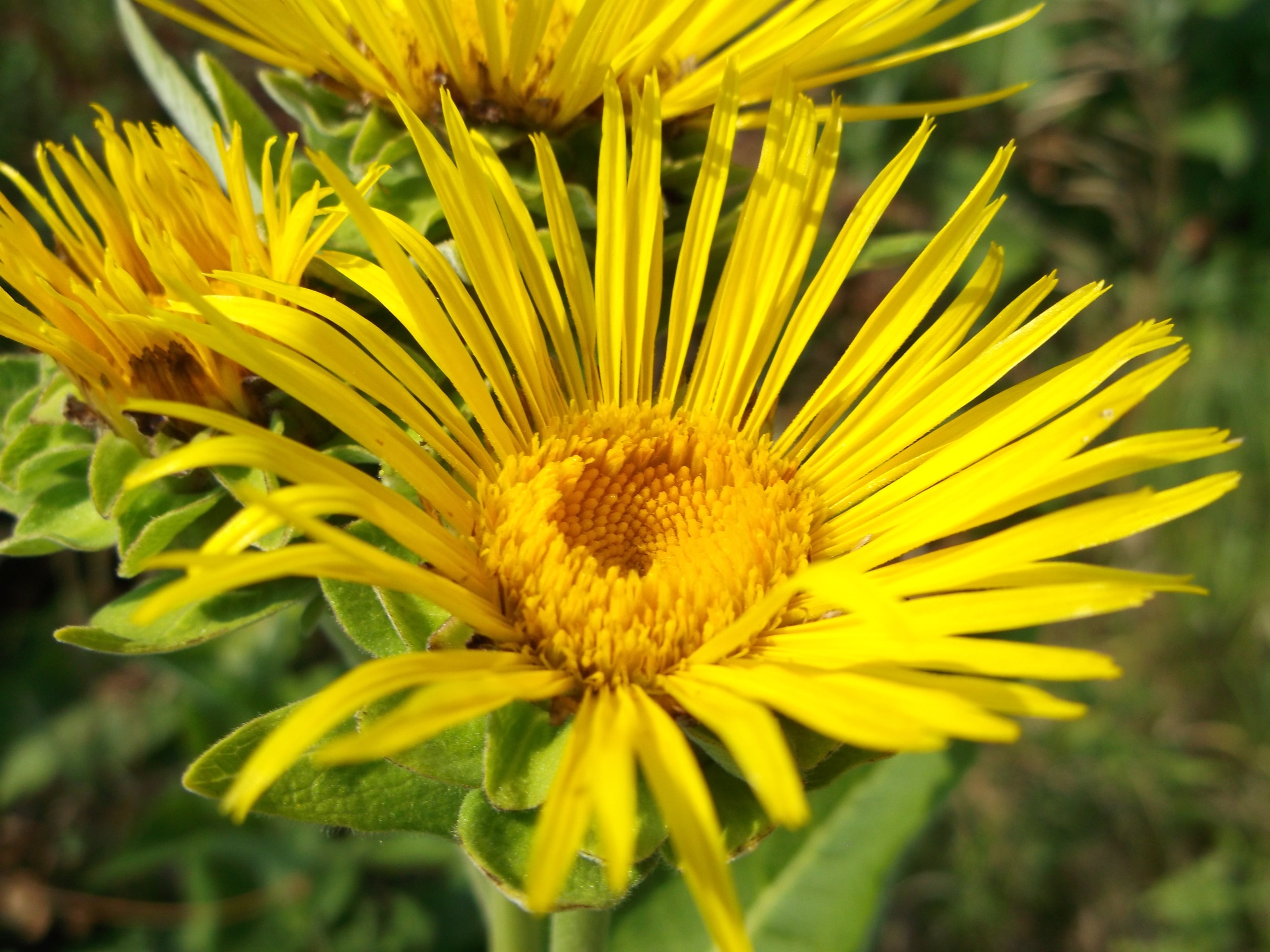 Enula Asteraceae Flower Seeds for Planting - NON GMO Seeds