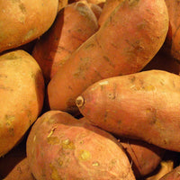 Orange Yellow Sweet Potato Seeds for Planting