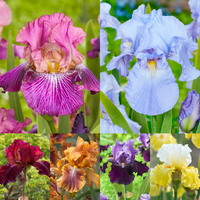 Colorful mixed Bearded Iris flowers with green foliage