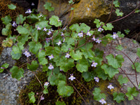 Cymbalaria Muralis Flower Seeds for Planting, NON GMO Seeds