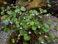 Cymbalaria Muralis Flower Seeds for Planting, NON GMO Seeds for planting in home garden