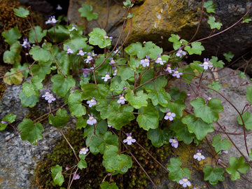 Cymbalaria Muralis Flower Seeds for Planting, NON GMO Seeds for planting in home garden