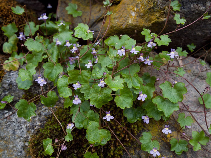 Cymbalaria Muralis Flower Seeds for Planting, NON GMO Seeds for planting in home garden