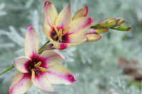 Ixia Flower Seeds for Planting - NON GMO Seeds for planting in home garden