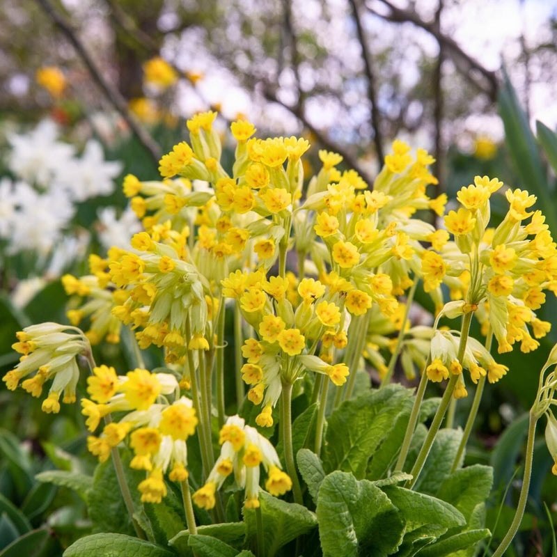 Heirloom Non-GMO Veris Flower Seeds for Planting – Yellow Blooms for Spring Gardens
