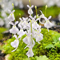 Utricularia Sandersonii Flower Seeds for Planting - Heirloom, NON-GMO Seeds for Garden Growth