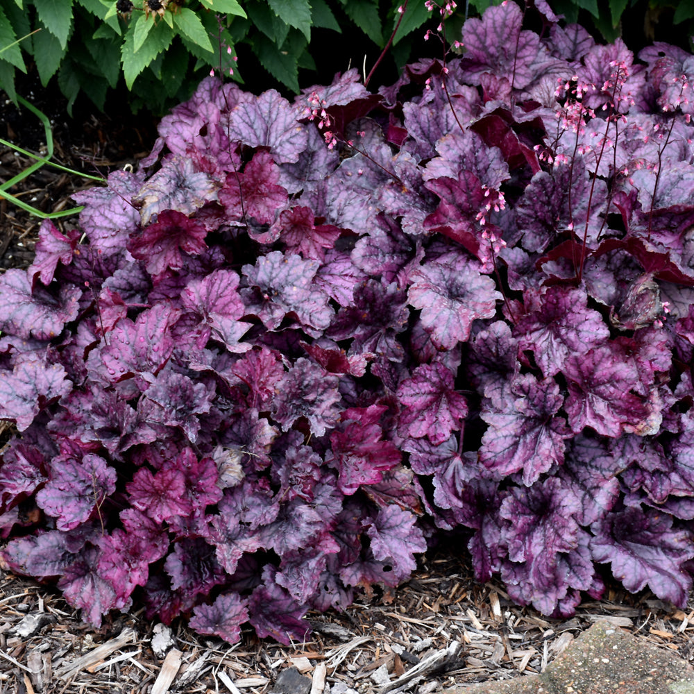 Heuchera Plant Seeds - Versatile Foliage Superstars for Planting - Heirloom, NON-GMO Seeds