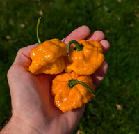 Jamaican Scotch Bonnet Pepper Seeds for Planting heirloom & Non-GMO Seeds