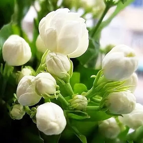 Jasmine flower seeds for planting a beautiful flowering garden plant