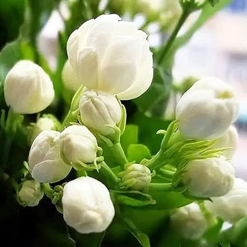 Jasmine flower seeds for planting a beautiful flowering garden plant