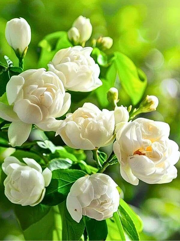 Jasmine flowering plant with delicate blooms growing in a garden container