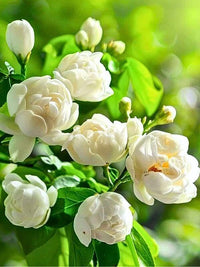 Jasmine flowering plant with delicate blooms growing in a garden container