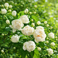Jasmine plant with white flowers growing in a decorative garden landscape