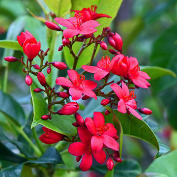 Heirloom Jatropha Flower Seeds, Non-GMO Tropical Blooms for Butterfly-Friendly Garden Planting for planting in home garden