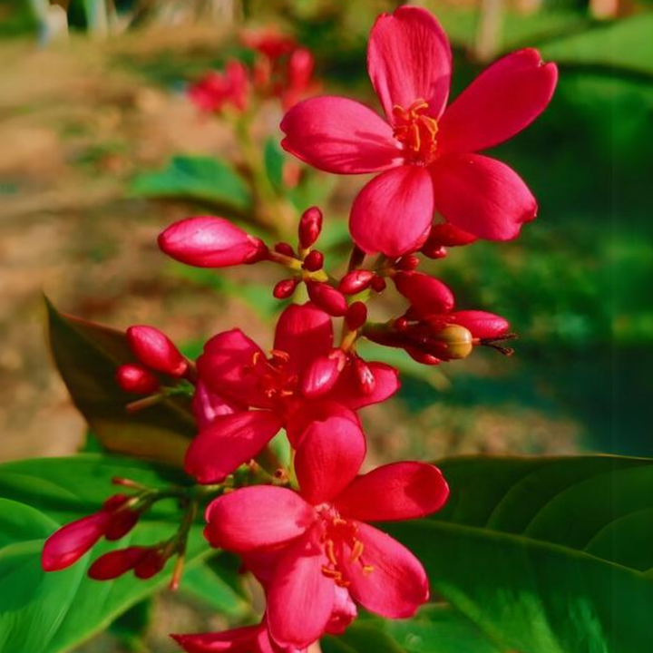Heirloom Jatropha Flower Seeds, Non-GMO Tropical Blooms for Butterfly-Friendly Garden Planting
