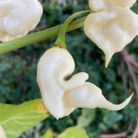Jays White Ghost Scorpion hot pepper seeds for home gardening