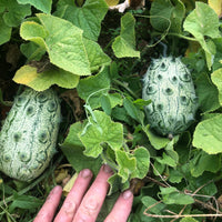 African Horned Cucumber Vegetable Seeds for Planting – Heirloom & Non-GMO Garden Seeds