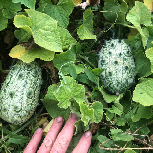 African Horned Cucumber Vegetable Seeds for Planting – Heirloom & Non-GMO Garden Seeds