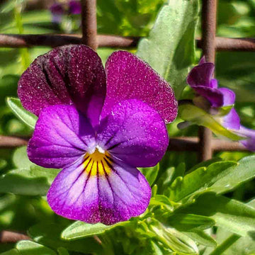 Violet (Violet scientific name) for planting in garden
