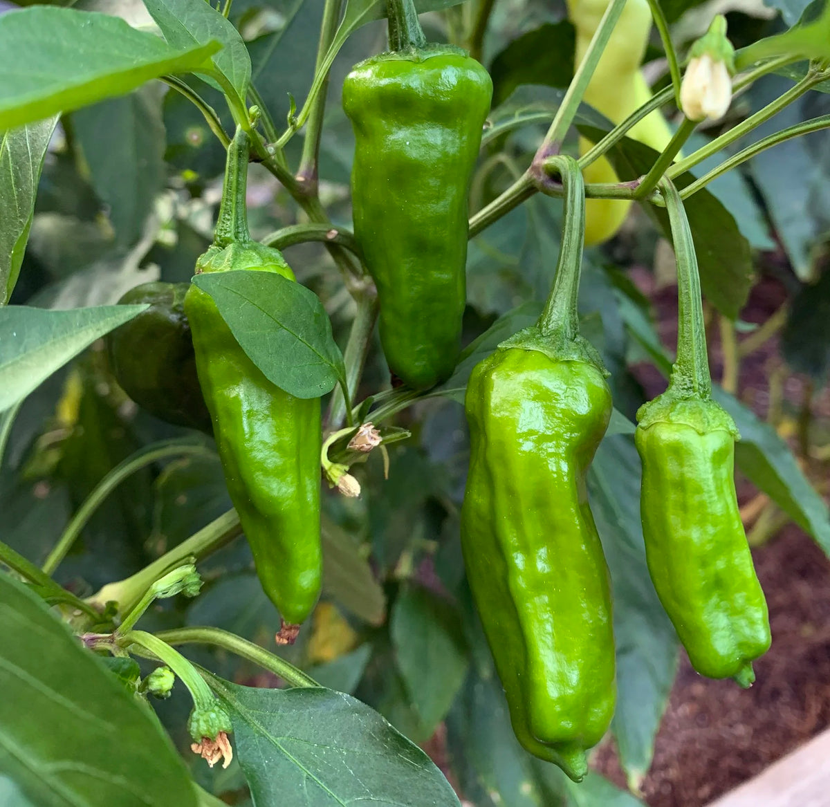 Shishito Peppers Seeds for Planting heirloom & Non-GMO Seeds