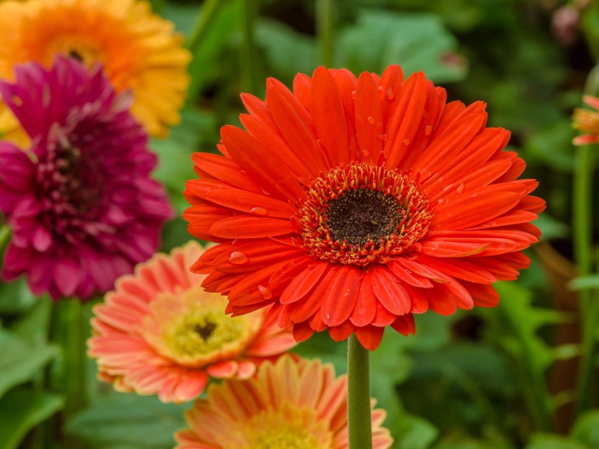 Gerbera Mixed Flower Seeds for Planting – Organic, Heirloom, Non-GMO Seeds
