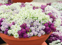 Heirloom Sweet Alyssum Flower Seeds for Planting, Non-GMO