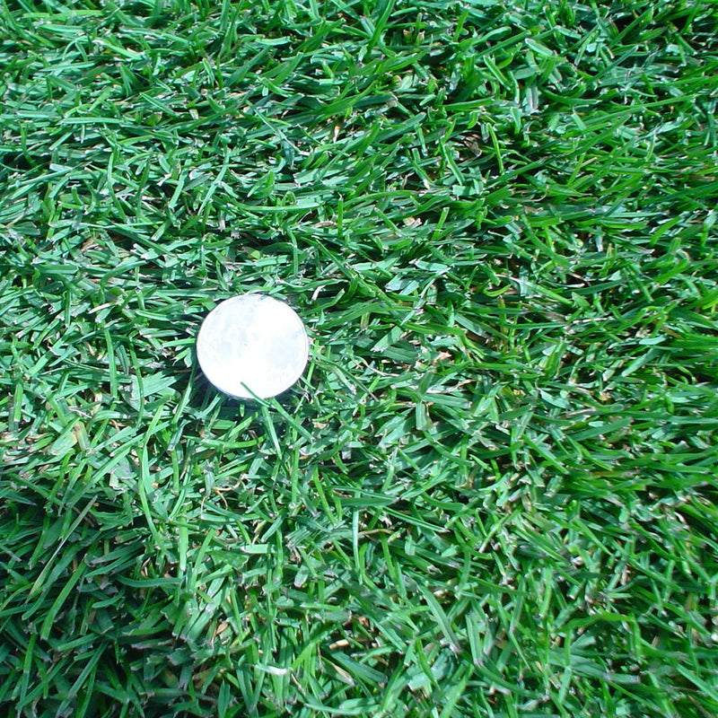 Bedazzled Kentucky Bluegrass Seed